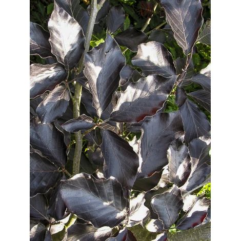 Hêtre 'Riversii' Pot de 12L/15L, Baliveau