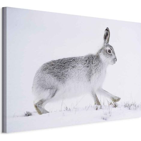 Bild – Hase (1-teilig) breit (1/5)