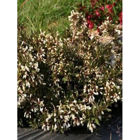 Weigela  'Black and White'® Pot de 3L/4L (1/2)