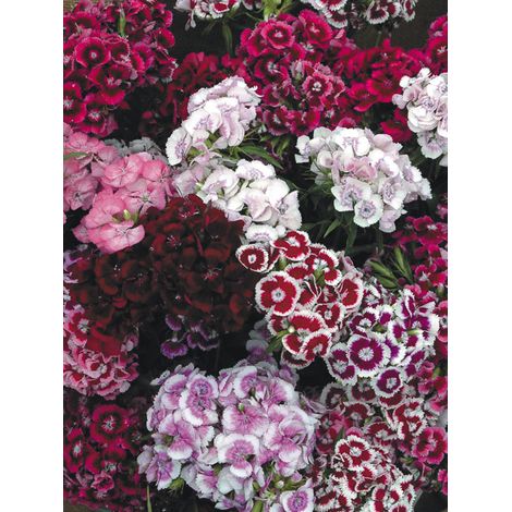 Œillet barbu, œillet du poète 'T&M Auricula Eyed mixed' le sachet de 1100 graines (1,3g) (1/2)