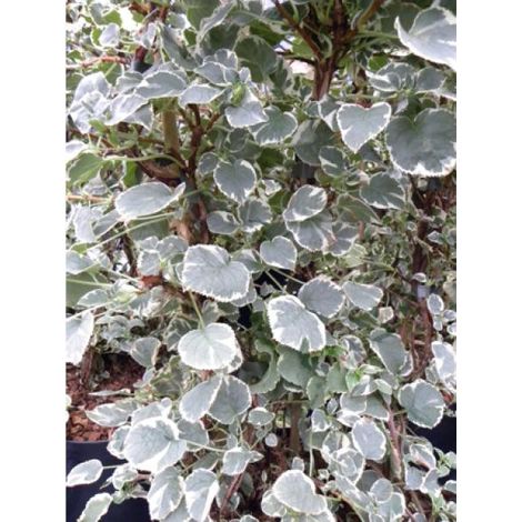 Hortensia 'Silver Lining®' Pot de 2L/3L (1/2)
