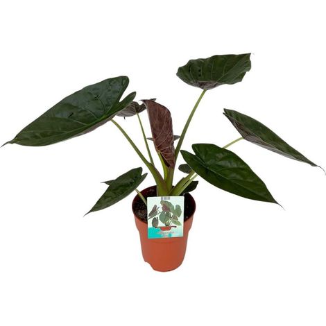 Alocasia Wentii Plante d’Intérieur Feuillage en Forme de Cœur Vert Pot 19 cm Hauteur 85 cm - PANGIVO (1/4)