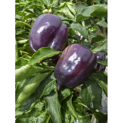 Poivron 'Purple Bell' le sachet de 25 graines (1/2)