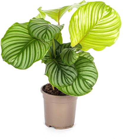 Calathea Orbifolia - Plante d'Intérieur Décorative - Grandes Feuilles Vert Argenté - Ø17cm H45cm - PANGIVO (1/5)