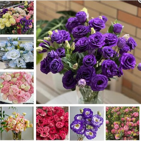 500 multicolor lisianthus seeds – Bright color mix, large-petal flowers, easy to grow (1/5)