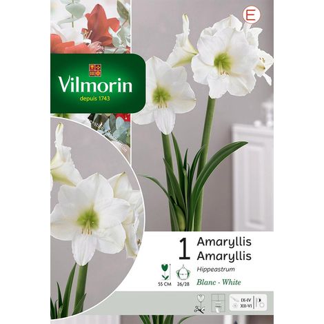 Vilmorin Amaryllis Hippeastrum Blanc (x1) (1/3)