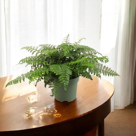 Gardenaria Asplenium parvati - Pianta da interno ornamentale - Altezza: 25 cm (vaso 12) (1/5)