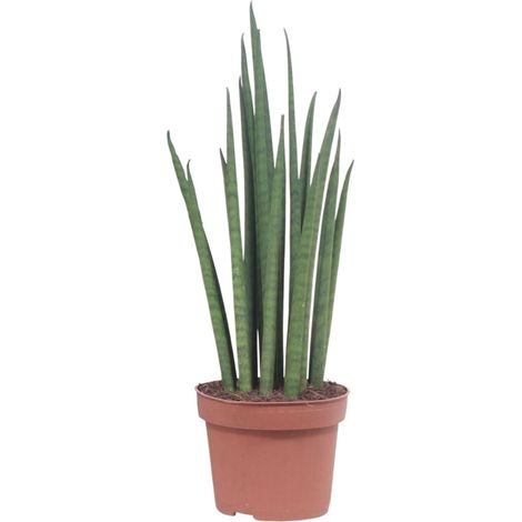 Sansevieria Mikado - Plante d'Intérieur Dépolluante - Langue de Belle-mère - Ø12 cm H40 cm - PANGIVO (1/4)