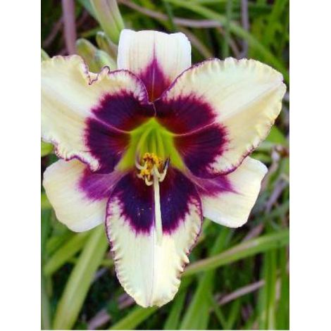 Lis d'un jour, Hémérocalle 'Piano Man' Godet de 8/9 cm (1/2)
