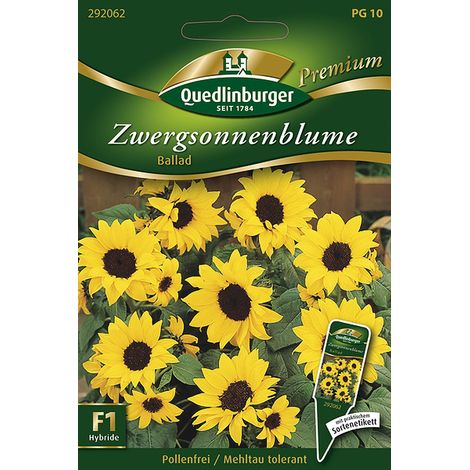 Quedlinburger Saatgut – Tournesol nain « Ballad » – Graines de fleurs, hybride F1 sans pollen, 20-30 cm