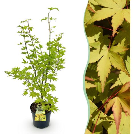 Érable du Japon Acer palmatum Summergold Jaune Doré - Plante de Jardin - Hauteur 90 cm - Pot 26 cm - PANGIVO (1/5)