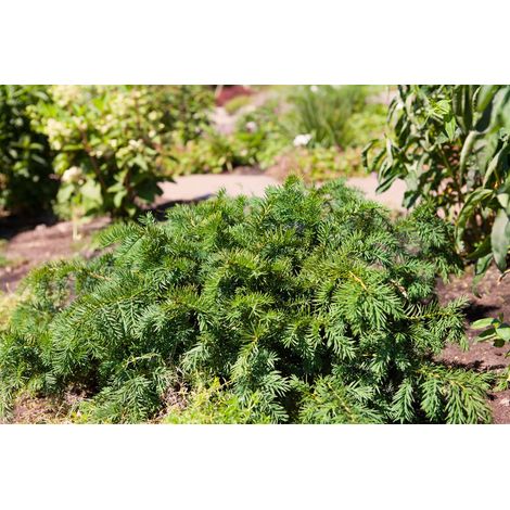 Tafeleibe 'Repandens' Taxus baccata 'Repandens' P 1,5 12- 15