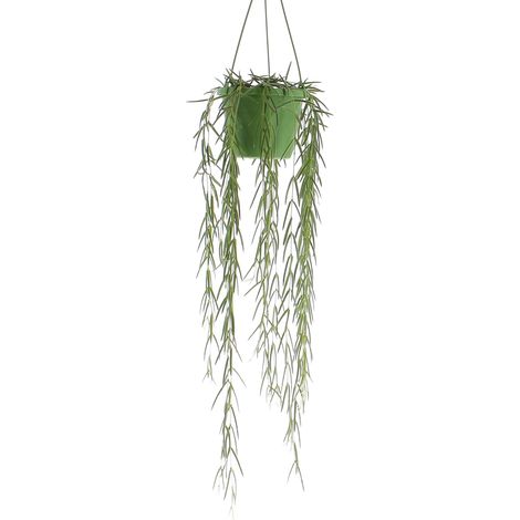 Hoya Linearis - Piante Vere da Interni - Pianta Tropicale Ricadente - Vaso Ø 14 cm