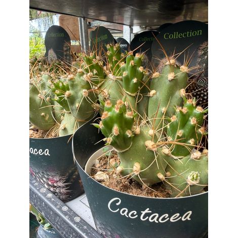 Tephrocactus alboareolatus vaso 14 cm – Cactus raro