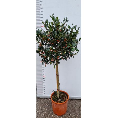 PIANTA DI ILEX NELLY STEVENS IN VASO 1/2 FUSTO CLT 18  (foto reali) AGRIFOGLIO
