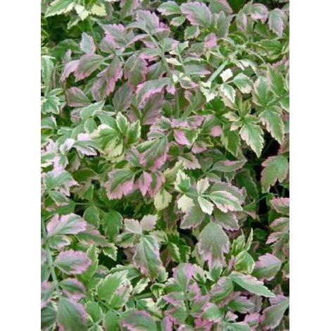 Oenanthe javanica 'Flamingo' Godet de 8/9 cm (1/4)