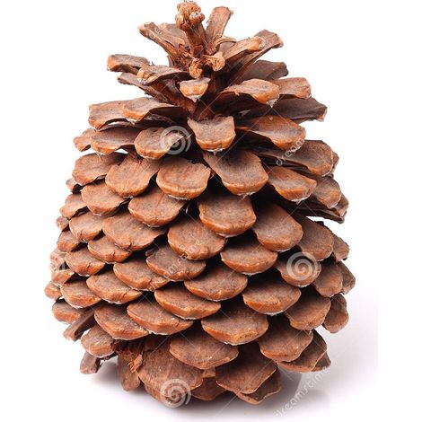 Pigna per albero di natale 300 g decorazione natalizia da 8 cm -Marrone (1/2)