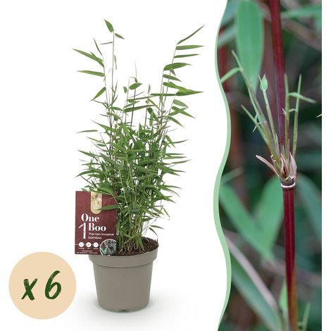 Lot de 6 Bambous Fargesia Red Dragon Non Traçants Persistants Verts Pot 14cm Hauteur 35cm - PANGIVO