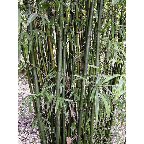 Bambou peu traçant 'Viridis' Pot de 4L/5L (1/3)