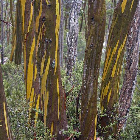 Eucalyptus subcrenulata - Gommier jaune alpin de Tasmanie Pot de 4L/5L, Pot anti-chignon