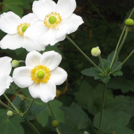 4 x Anémone du Japon - Anemone 'Honorine Jobert'  - godet 9x9 cm