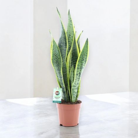 Gardenaria Sansevieria trifasciata 'Laurentii' - Pianta da interno ornamentale - Altezza: 60 cm (vaso 14) (1/5)