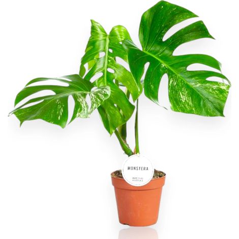 Gardenaria Monstera deliciosa variegata - Pianta da interno ornamentale - Altezza: 50 cm (vaso 15) (1/5)