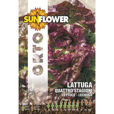 Graines de laitue Quatre Saisons Tournesol