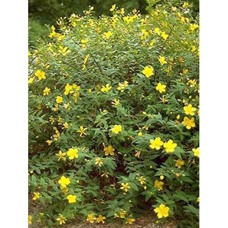 Millepertuis 'Hidcote' plante verte 150 cm – Fleurs jaunes en cymes – Exposition soleil/mi-ombre – Pot de 2L/3L