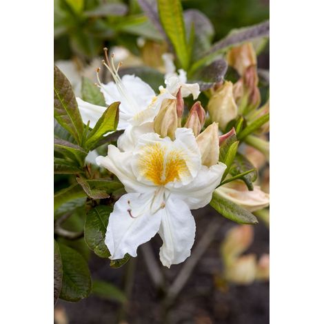 Sommergrüne Azalee 'Silver Slipper' Rhododendron lut.'Silver Slipper' C 5 40- 50