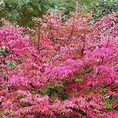 Fusain d'Europe 'Red Cascade' - 50-60 cm pot (1/4)
