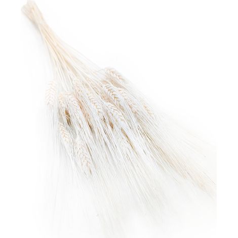 Getrockneter Triticale - Extra gebleicht (1/5)