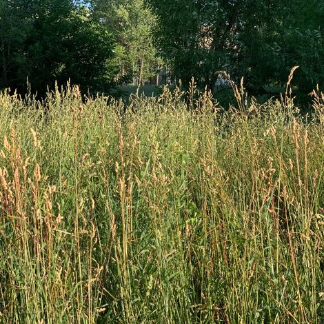 Calamagrostis England' - Calamagrostis acutiflora England' pot 3L (1/2)