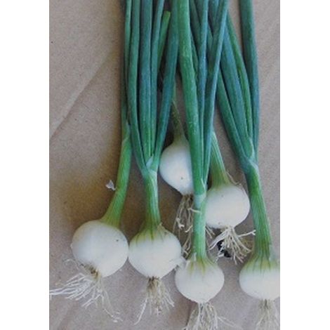 Oignon blanc de Barletta - 5g