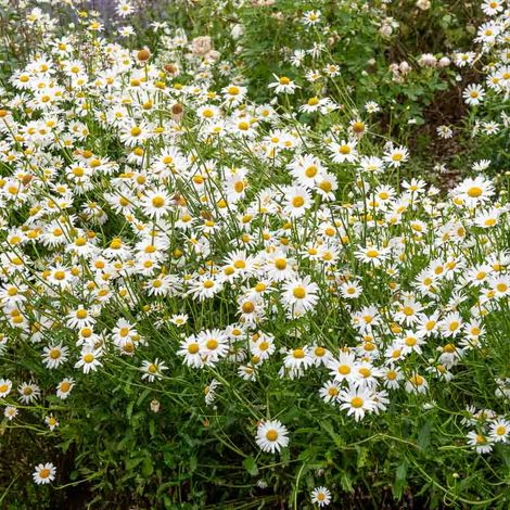 Grande Marguerite Perle des Prés - Graines d'Exception Vilmorin (1/2)
