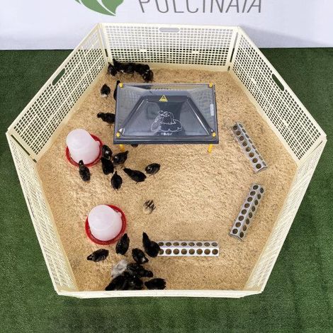 Pulcinaia Per Svezzamento Pulcini Segatura Esclusa  50 Animali