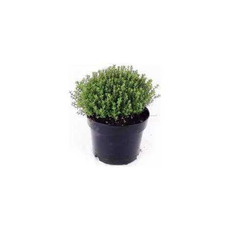 PIANTA DI TIMO VASO 14CM AROMATICA