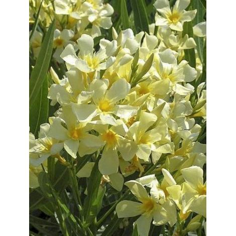 Laurier rose 'Marie Gambetta' Pot de 3L/4L