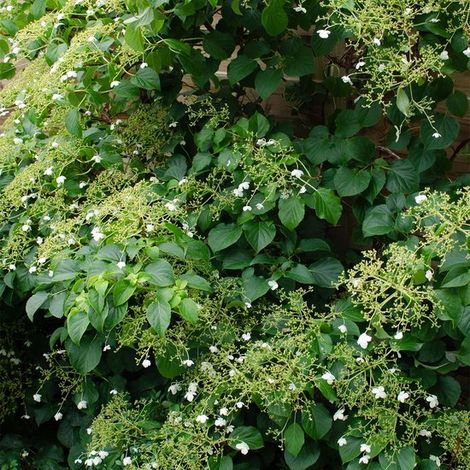Hydrangea petiolaris - Hortensia grimpant - Plantes grimpantes - Plantes de jardin - Rustique - Hauteur : 50-70 cm - Pot de 15 cm (1/5)
