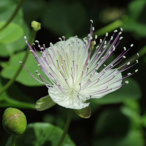 Capparis spinosa Inermis – Vaso 17 cm pianta di capperi cappero (1/3)