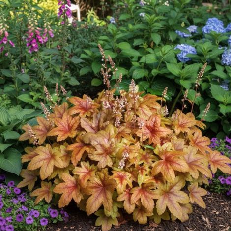 Heucherella Brass Lantern®/Lot de 5 godets