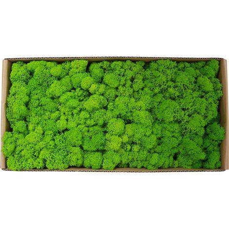Zoternen Mousse naturelle pour décoration murale - Kit paysage miniature en vrac (1/5)