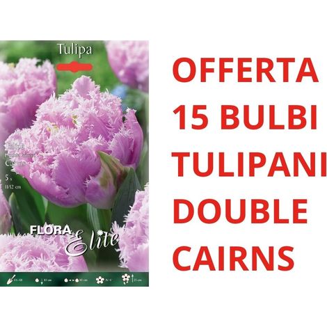 OFFERTA 15 BULBI DI TULIPANO DOUBLE FRINGED CAIRNS AUTUNNALI BULBS BULBES