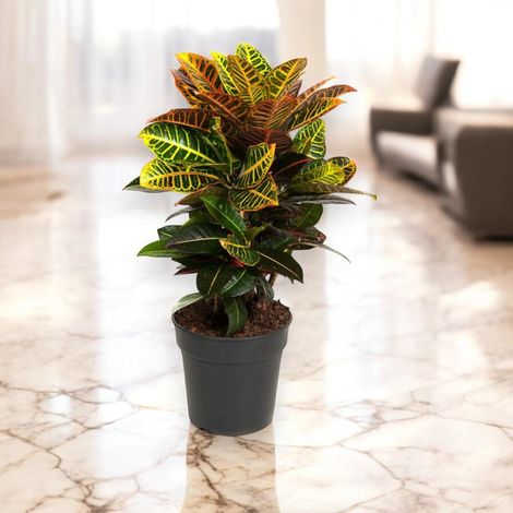Gardenaria Codiaeum variegatum 'Petra' - Pianta da interno ornamentale - Altezza: 50 cm (vaso 17)