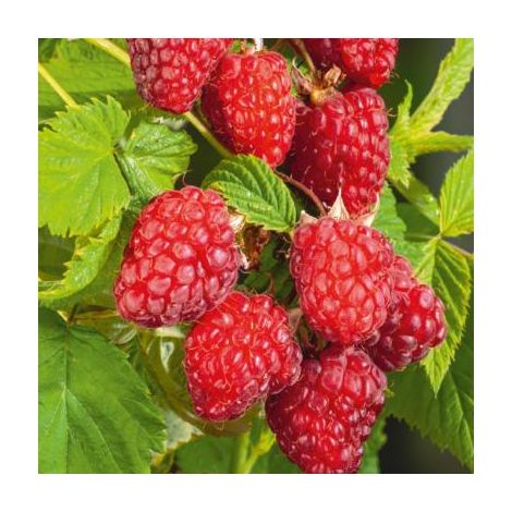 FRAMBOISIER MALLING PROMISE - LE POT DE 1.5L