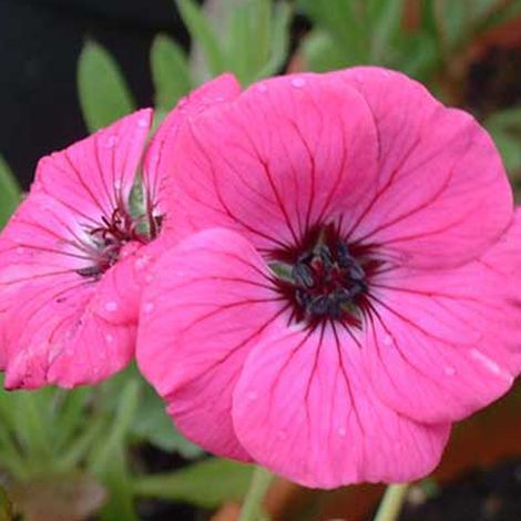 4 x Géranium vivace  - Geranium cinereum 'Splendens'  - godet (1/4)