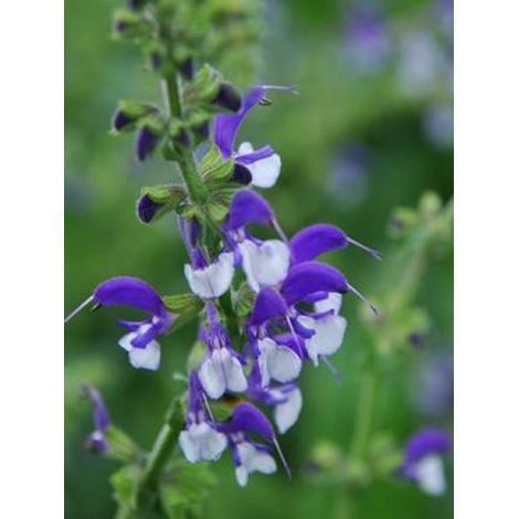 Sauge des près 'Madeline'® Godet de 8/9 cm (1/2)