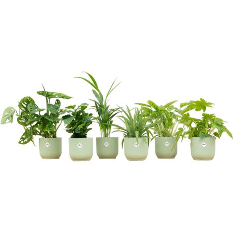 Lot de 6 Plantes d'Intérieur Variées avec Pots Fold Round Ø14 cm - Vert Sorbet - PANGIVO