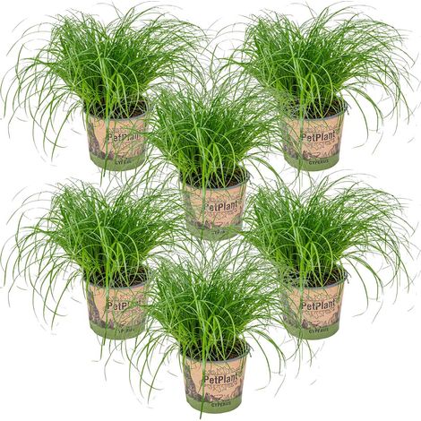 Bloomique - Lot de 6 - Cyperus zumula - Herbe à chat - Plante d’intérieur - Sans danger pour les animaux - Hauteur 20-30 cm - Pot 12 cm