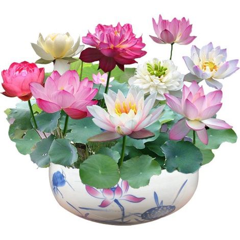 30 graines de lotus, graines de nénuphar multicolores, faciles à cultiver, plantes hydroponiques pour toutes les saisons, pour bassin et jardin.